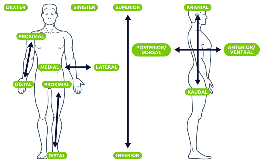 Anatomische Lage- und Richtungsbezeichnungen