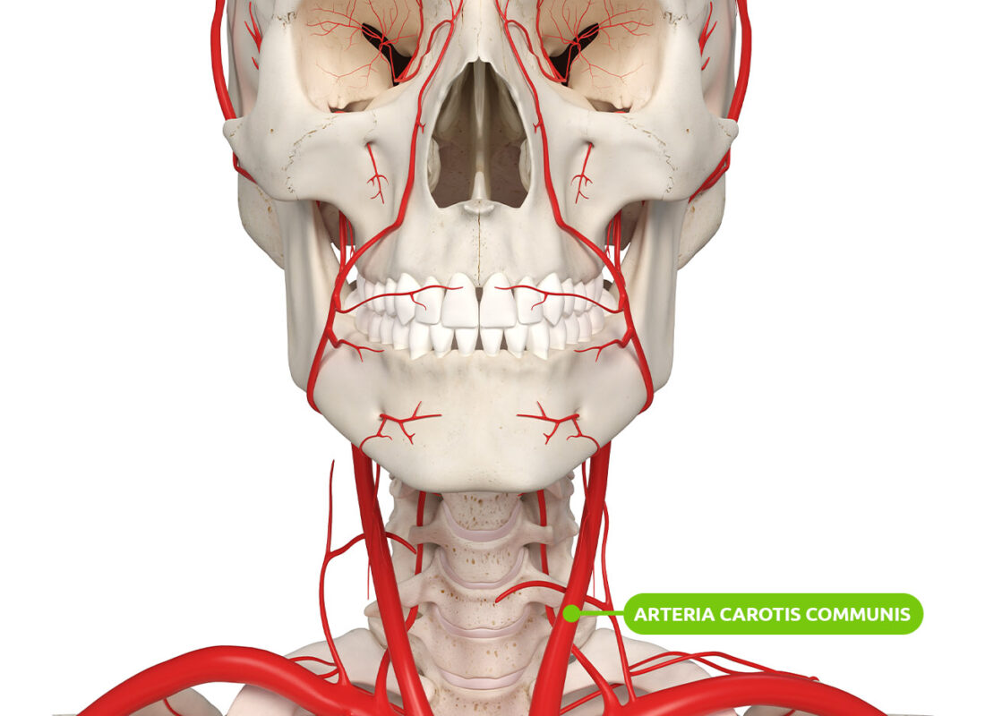 Lage der Arteria carotis communis