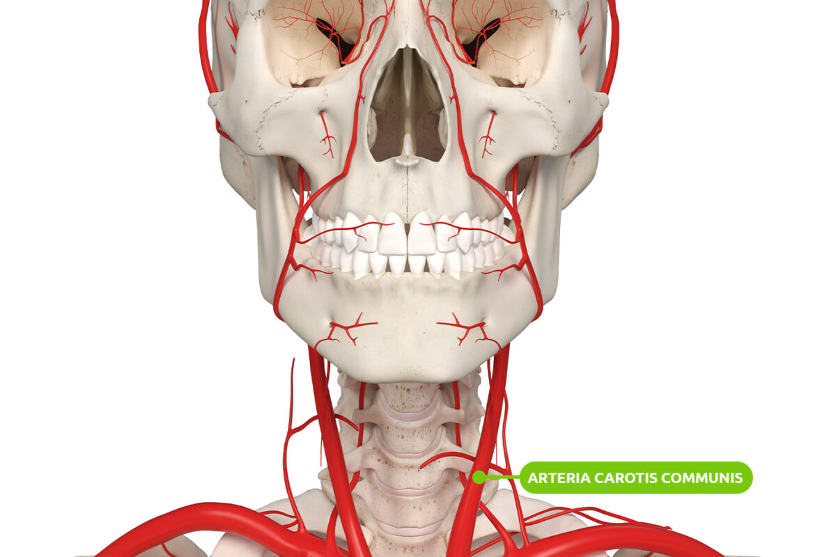 Lage der Arteria carotis communis