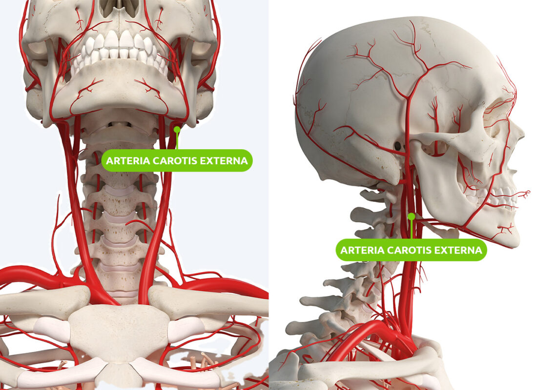 Lage der Arteria carotis externa