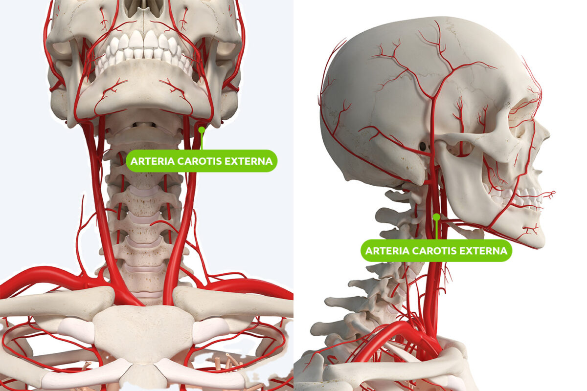 Lage der Arteria carotis externa