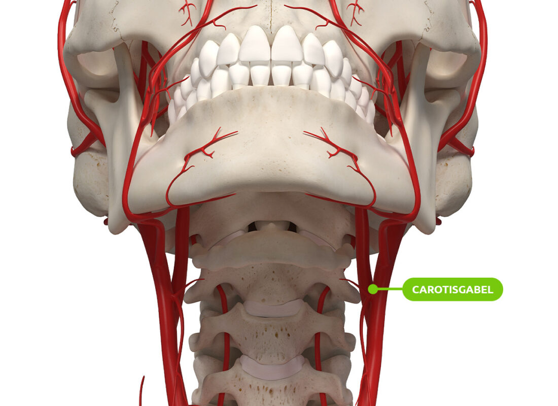 Lage der Carotisgabel