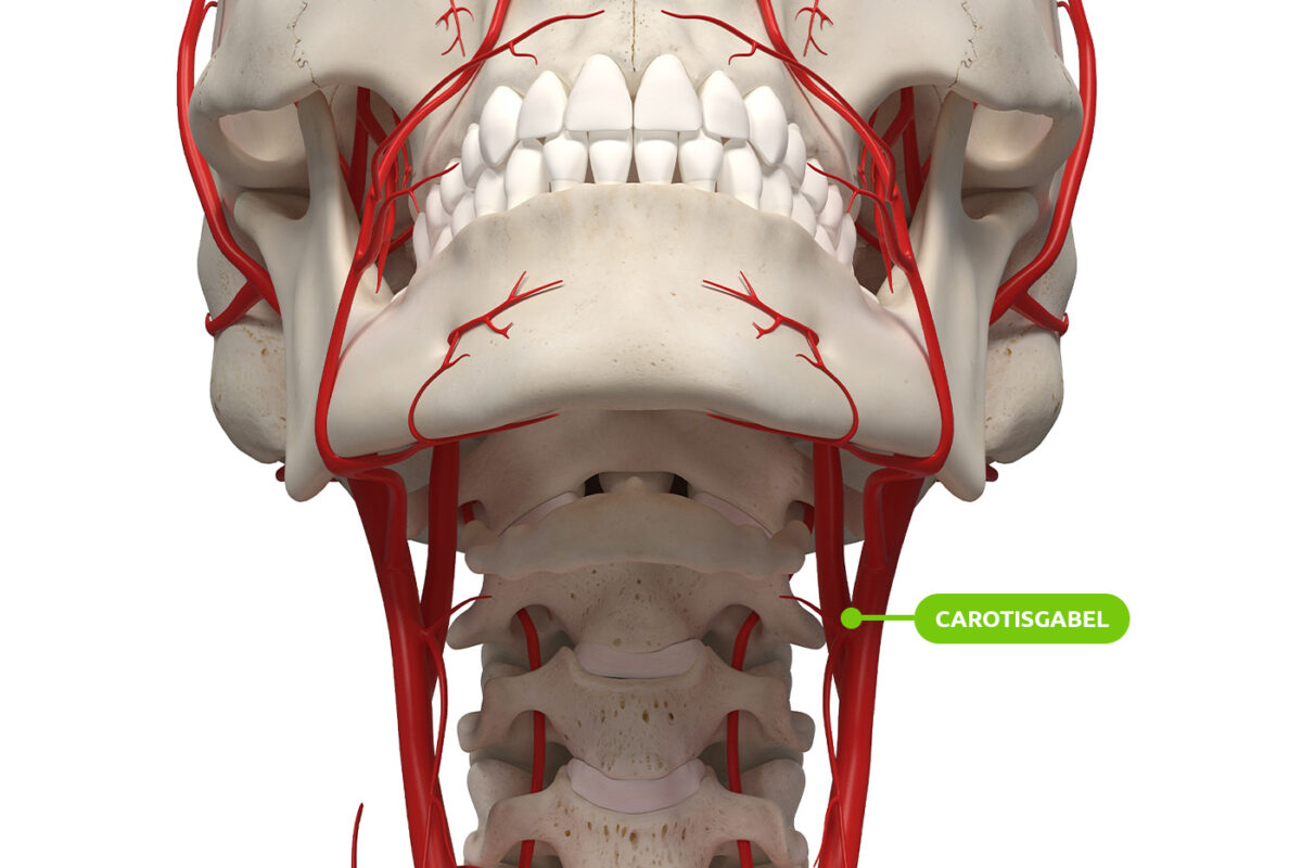 Lage der Carotisgabel