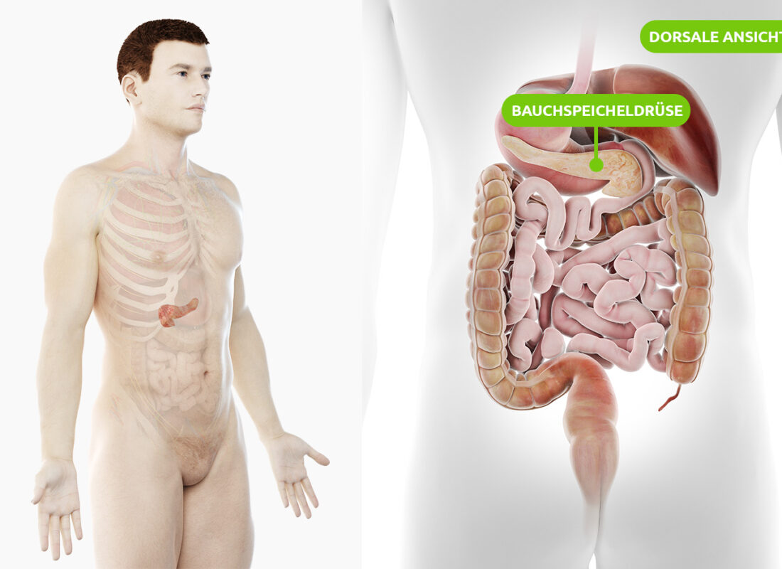 Lage der menschlichen Bauchspeicheldrüse