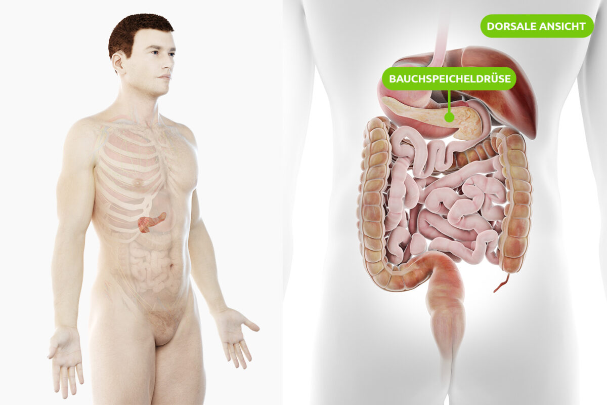 Lage der menschlichen Bauchspeicheldrüse