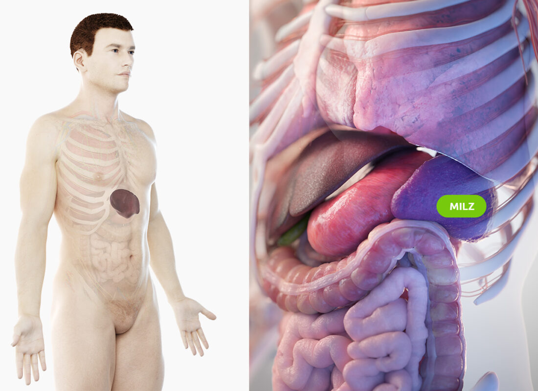 Lage der menschlichen Milz