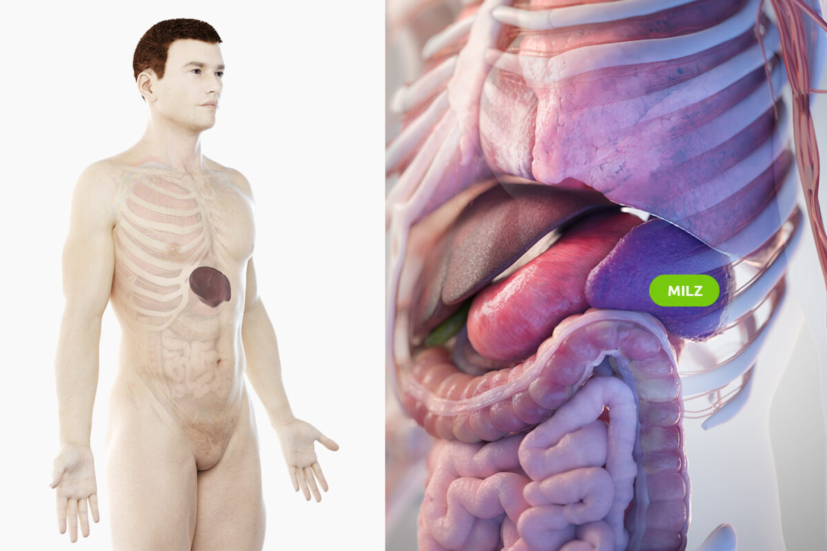 Lage der menschlichen Milz