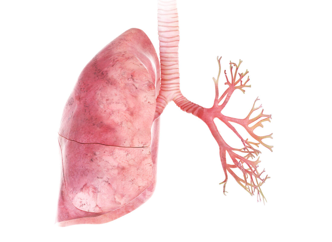 Die Luftröhre (Trachea) mündet in den rechten Lungenflügel und den linken Hauptbronchios.