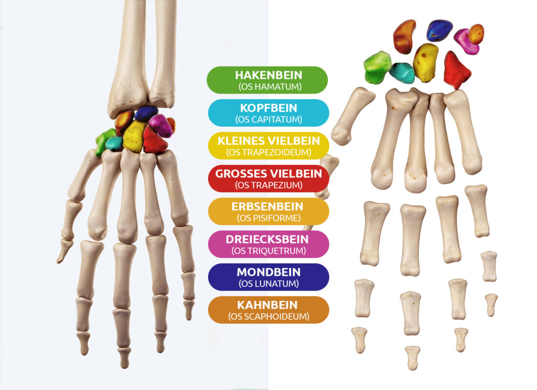 Handwurzelknochen des Mensch