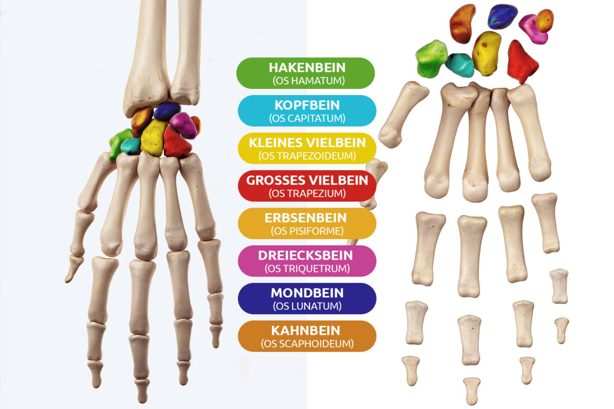 Handwurzelknochen des Mensch