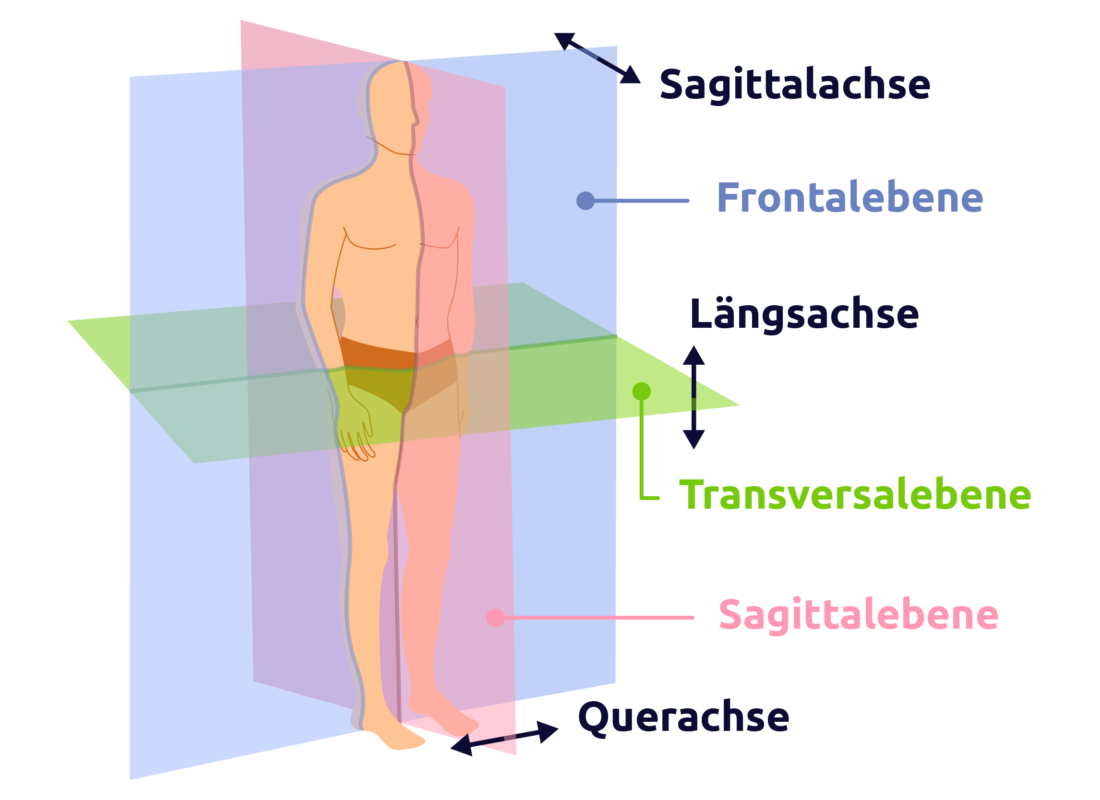 Körperachsen und Körperebenen