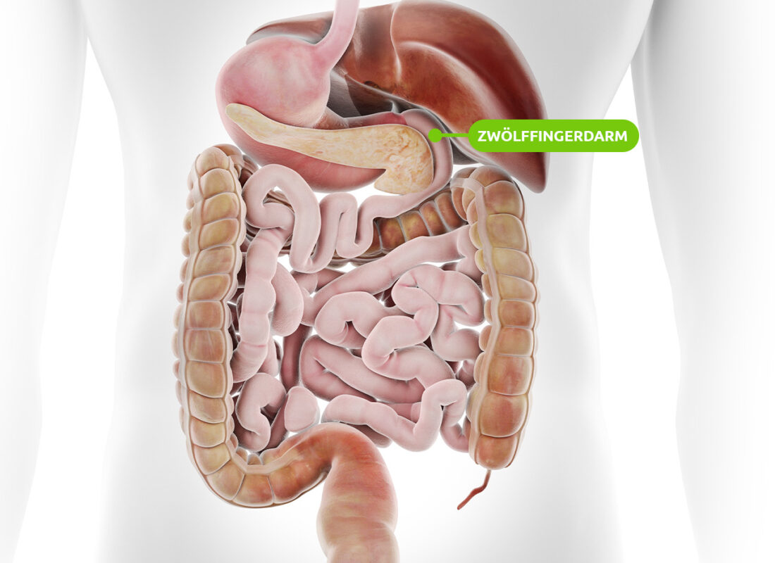 Lage Zwölffingerdarm (Duodenum)