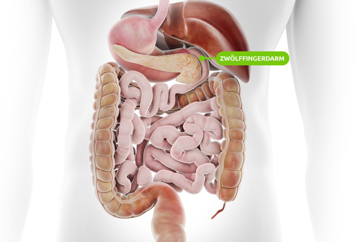 Lage Zwölffingerdarm (Duodenum)