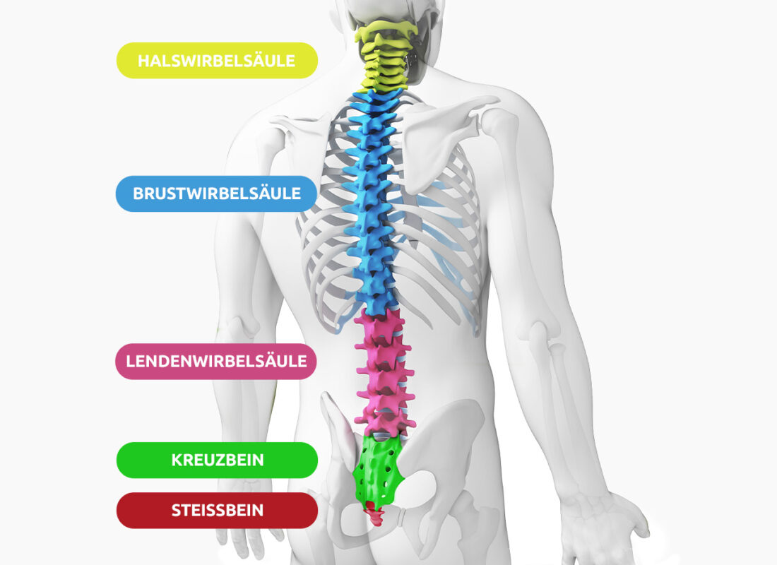 Aufbau der menschlichen Wirbelsäule