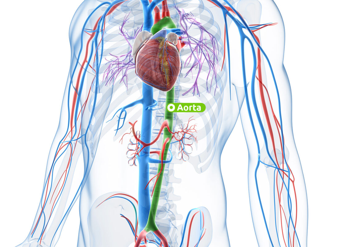 Lage der menschlichen Aorta