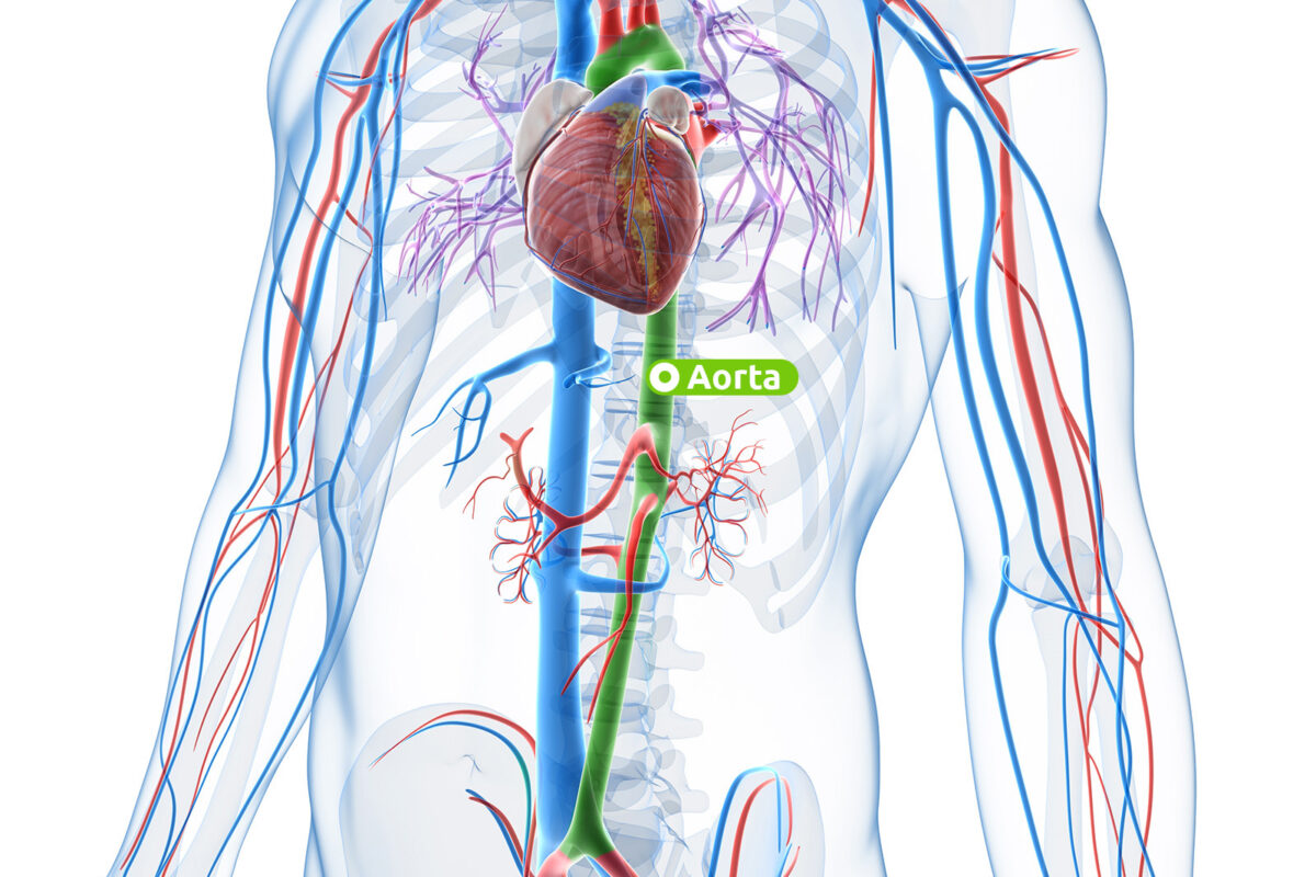 Lage der menschlichen Aorta