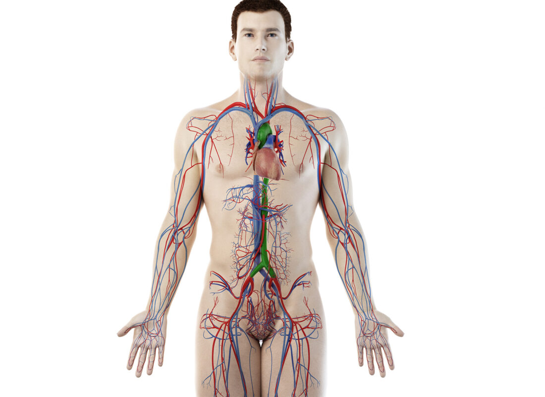 Lage der menschlichen Aorta