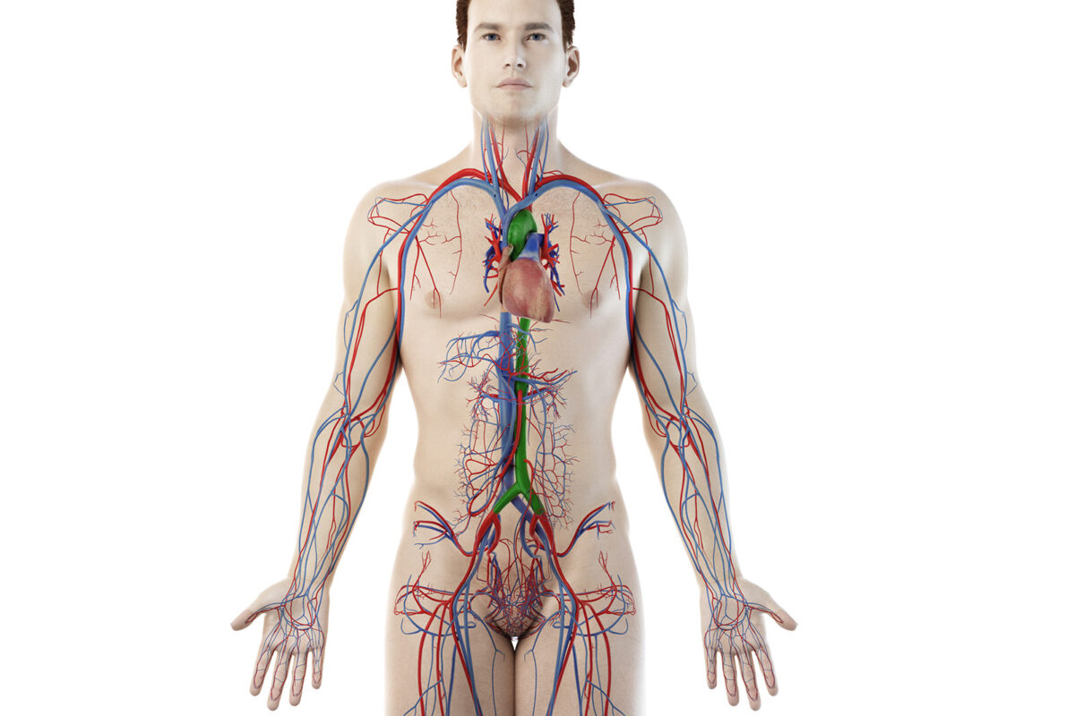 Lage der menschlichen Aorta