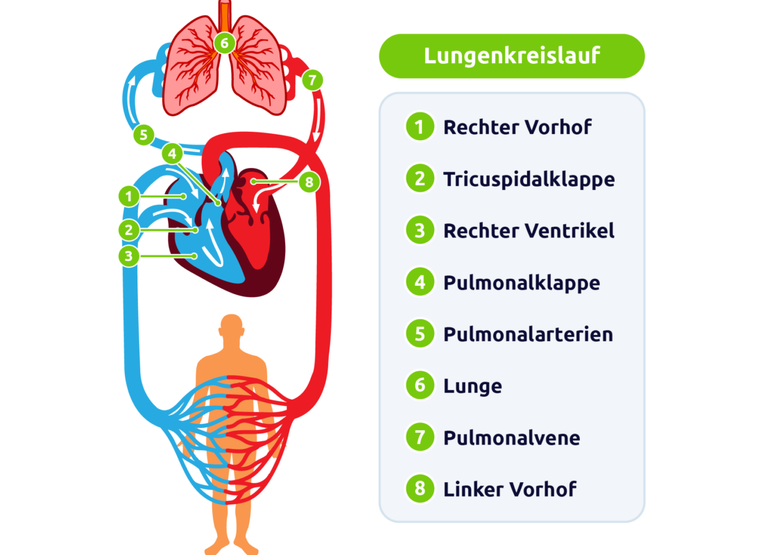 Lungenkreislauf