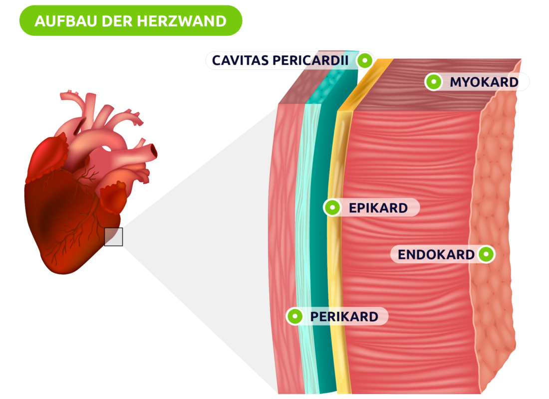 Aufbau der Herzwand