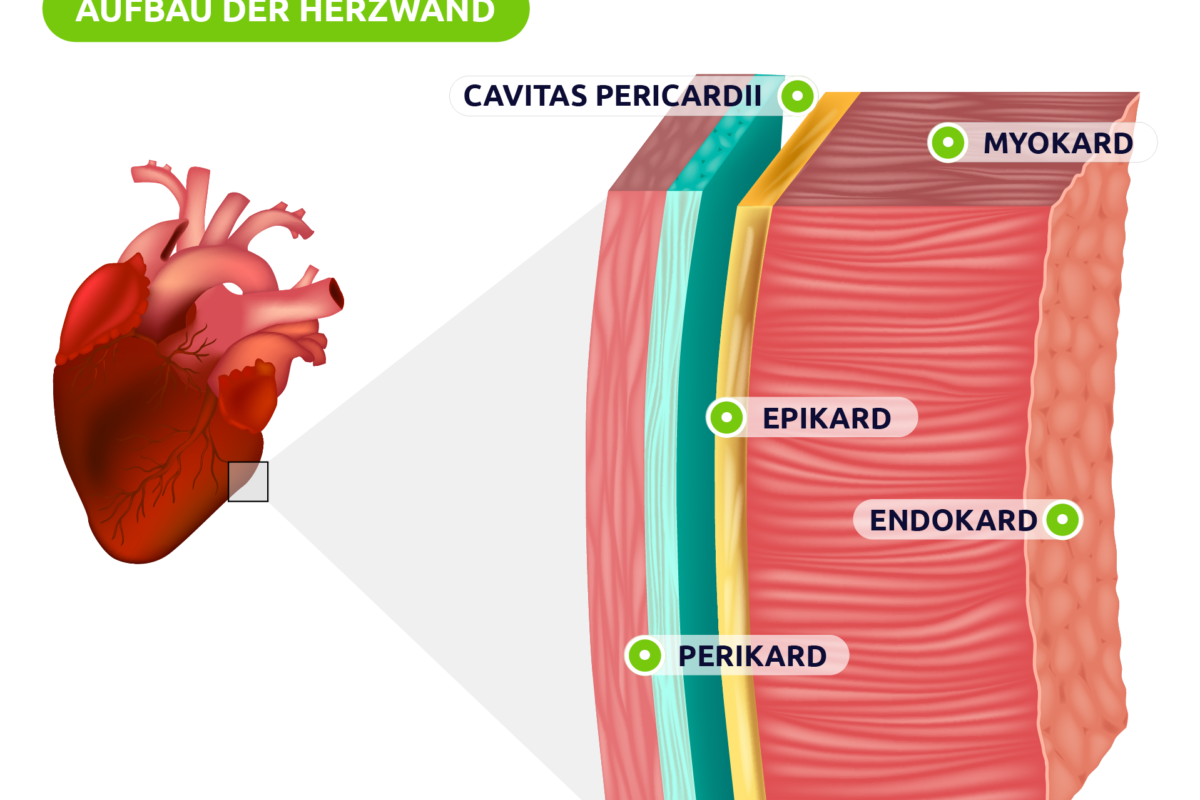 Aufbau der Herzwand