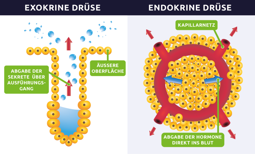 Unterschiede zwischen endokrinen und exokrinen Drüsen