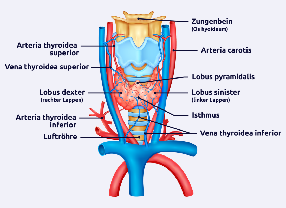 Anatomie der Schilddrüse