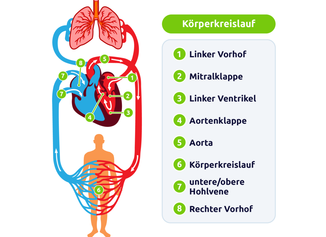 Körperkreislauf